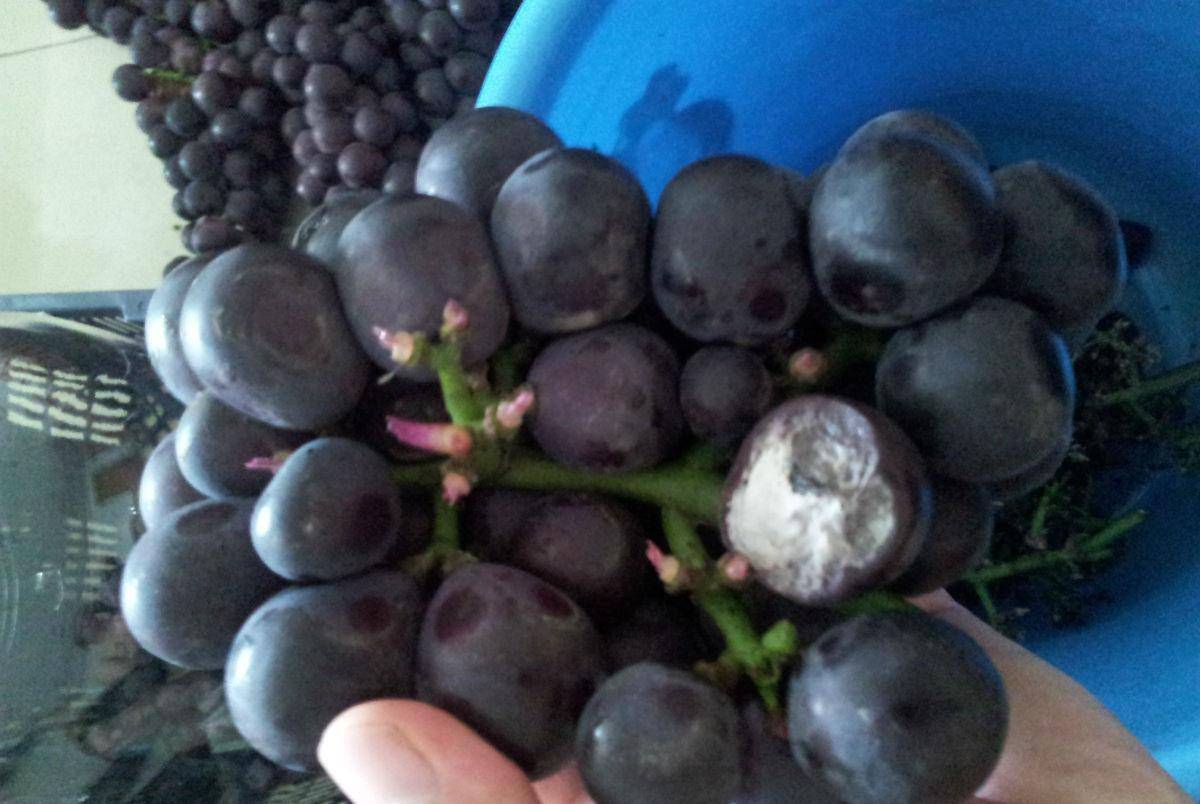 白霜|酿葡萄酒时,3个诀窍要记住,30年酿酒大师:做错你的酒白酿了