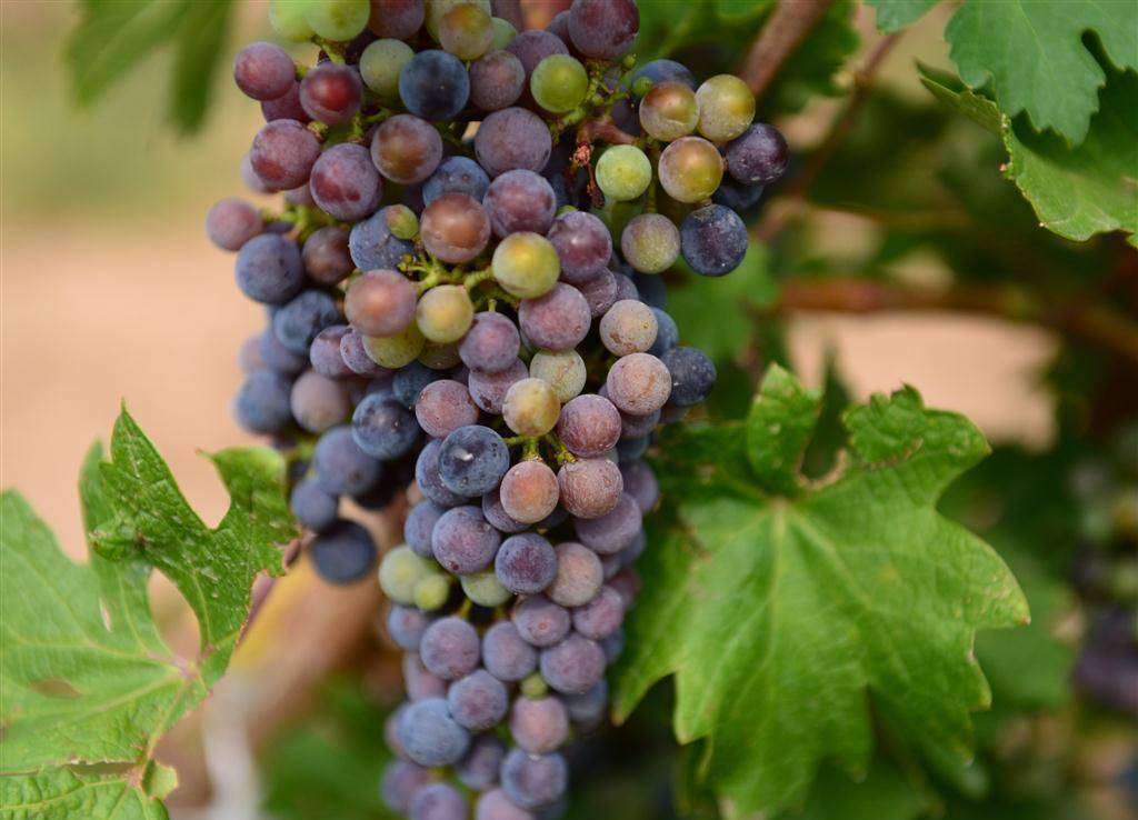 白霜|酿葡萄酒时,3个诀窍要记住,30年酿酒大师:做错你的酒白酿了