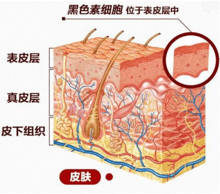 何从|AMIRO射频美容仪，为何从一众大牌美容仪中脱颖而出？