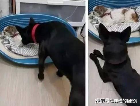 舔狗是没有未来的 c424b66179c142b0a25a395d6bbece14.jpeg