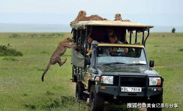 猎豹蜂拥而至强乘缆车，游客们吓得惊慌失措，结局却让人很意外