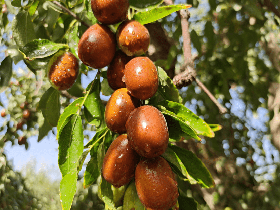 新疆若羌:红枣进入"上糖期" 丰收在望