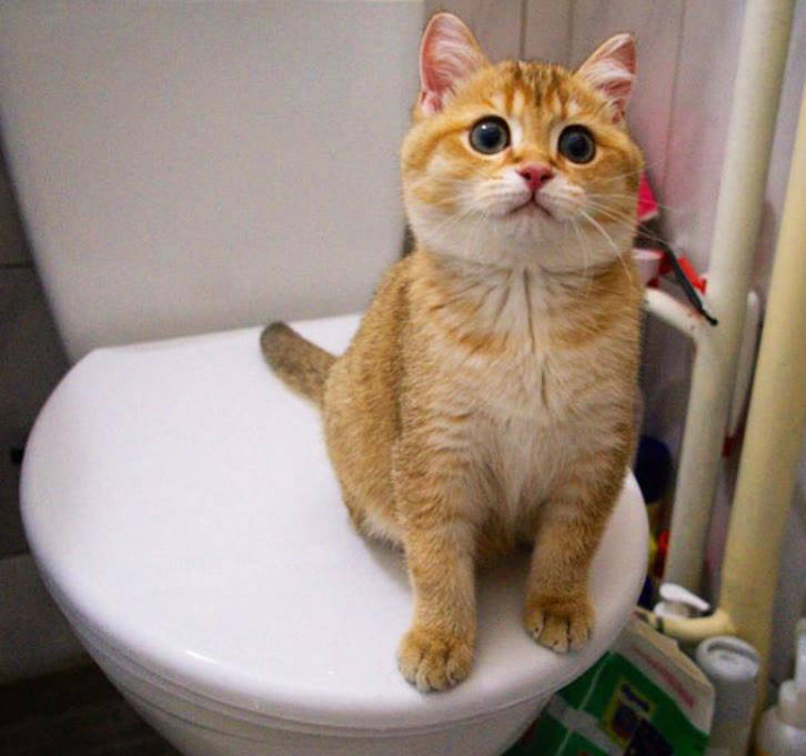 瑞萌|不会踩雷的猫零食推荐,新手养猫的注意事项