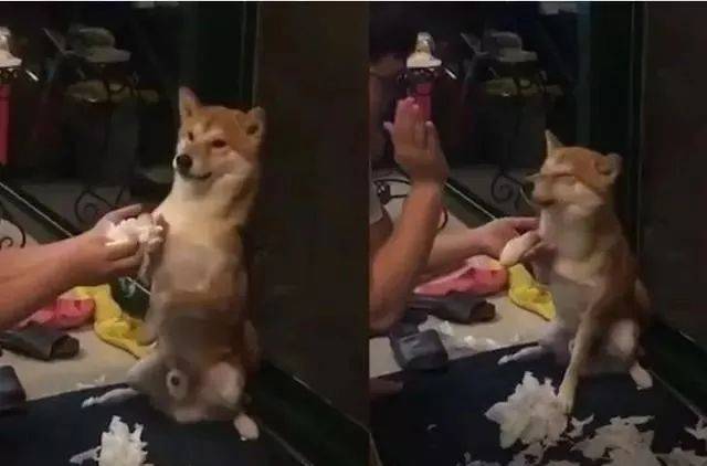 柴柴亂咬衛生紙，飼主打手裝懲罰，它害怕到兩腳站立 萌趣萌寵 第2张