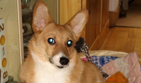 体型在你准备饲养小型犬时，在柯基和博美之间应如何选择？