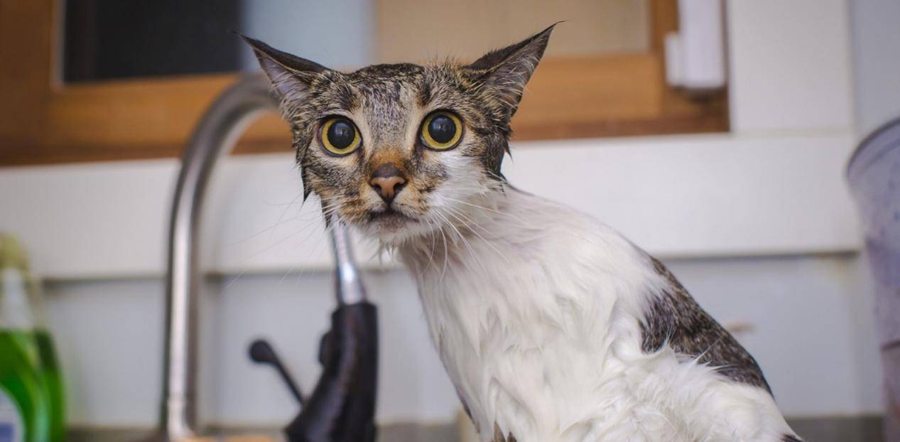 网红带猫上珠峰拍视频，为赚流量不顾猫咪安全？曾靠吸氧进食_生命