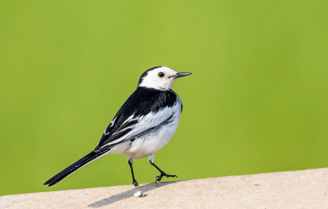 山西鸟类图鉴 | 白鹡鸰_巢呈杯