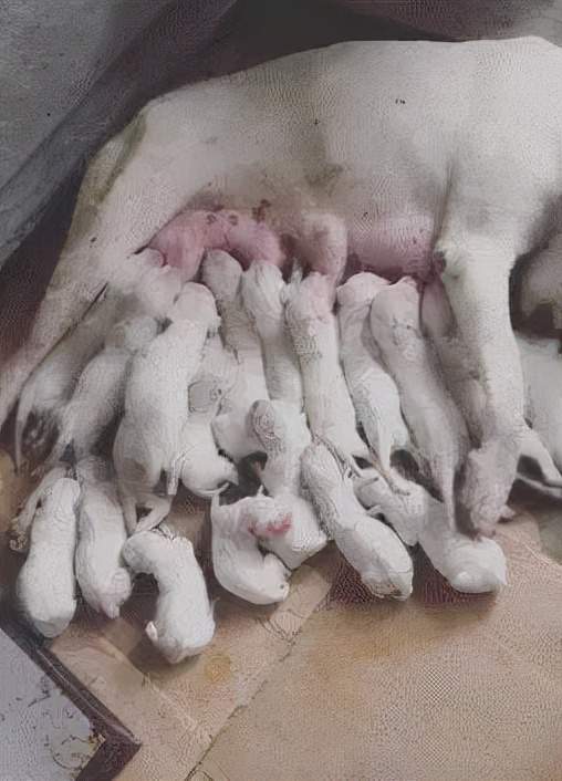 主人|哈士奇越狱遭车撞,宠物医院检查后竟毫发无损!结果反赔车主3万?