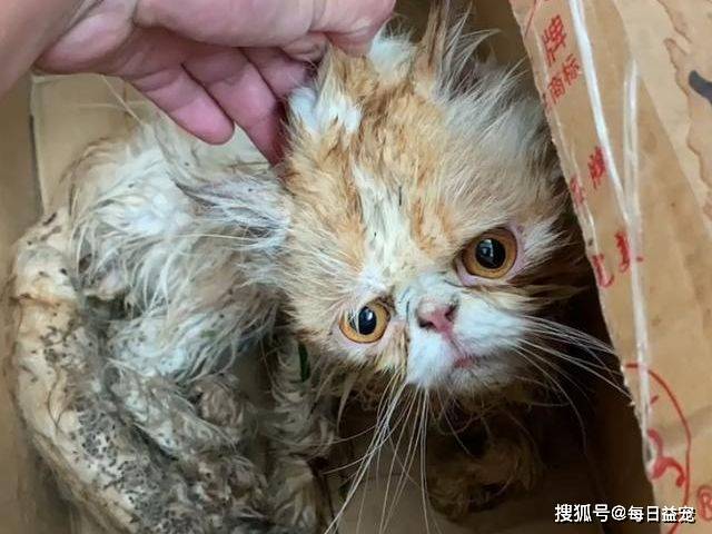 猫咪|加菲猫流浪一个月后，从天使变成“恶魔”，品种猫真的不能流浪