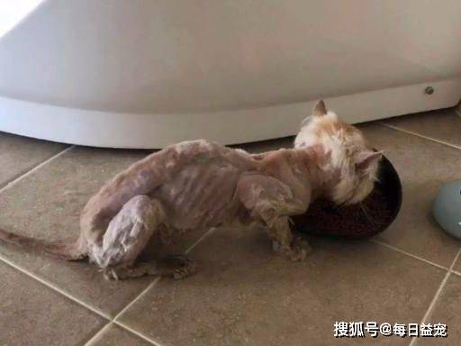 猫咪|加菲猫流浪一个月后，从天使变成“恶魔”，品种猫真的不能流浪