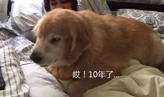 金毛今年已經10歲，為了不讓主人上班，它想了個「餿主意」 萌趣萌寵 第3张