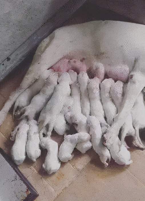 主人|哈士奇越狱遭车撞,宠物医院检查后竟毫发无损!结果反赔车主3万?