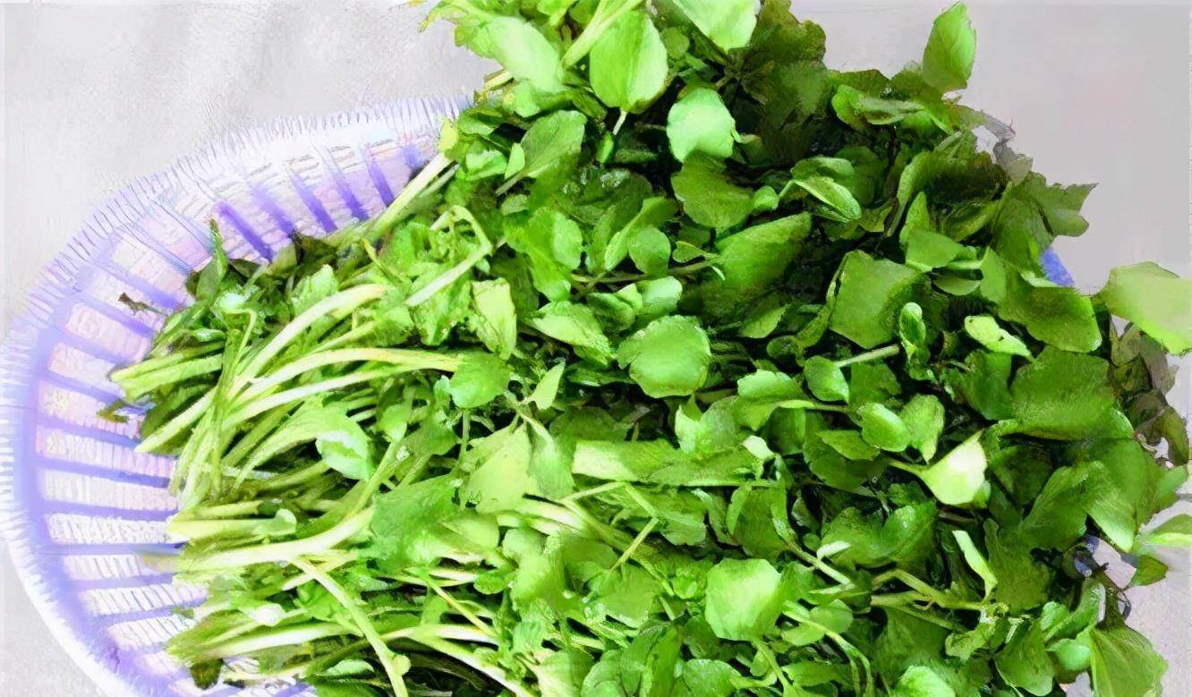 治出汗的草药(辟汗草的功效与作用) - 医药经