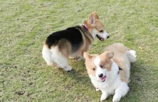 兄弟|短腿柯基的痛苦谁了解？柯基：你好好说，不然跳起来打你