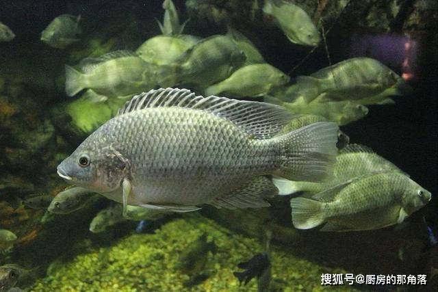 半岛体育app660多种生物入侵我国物种入侵这么严重有失败的案例吗？(图5)