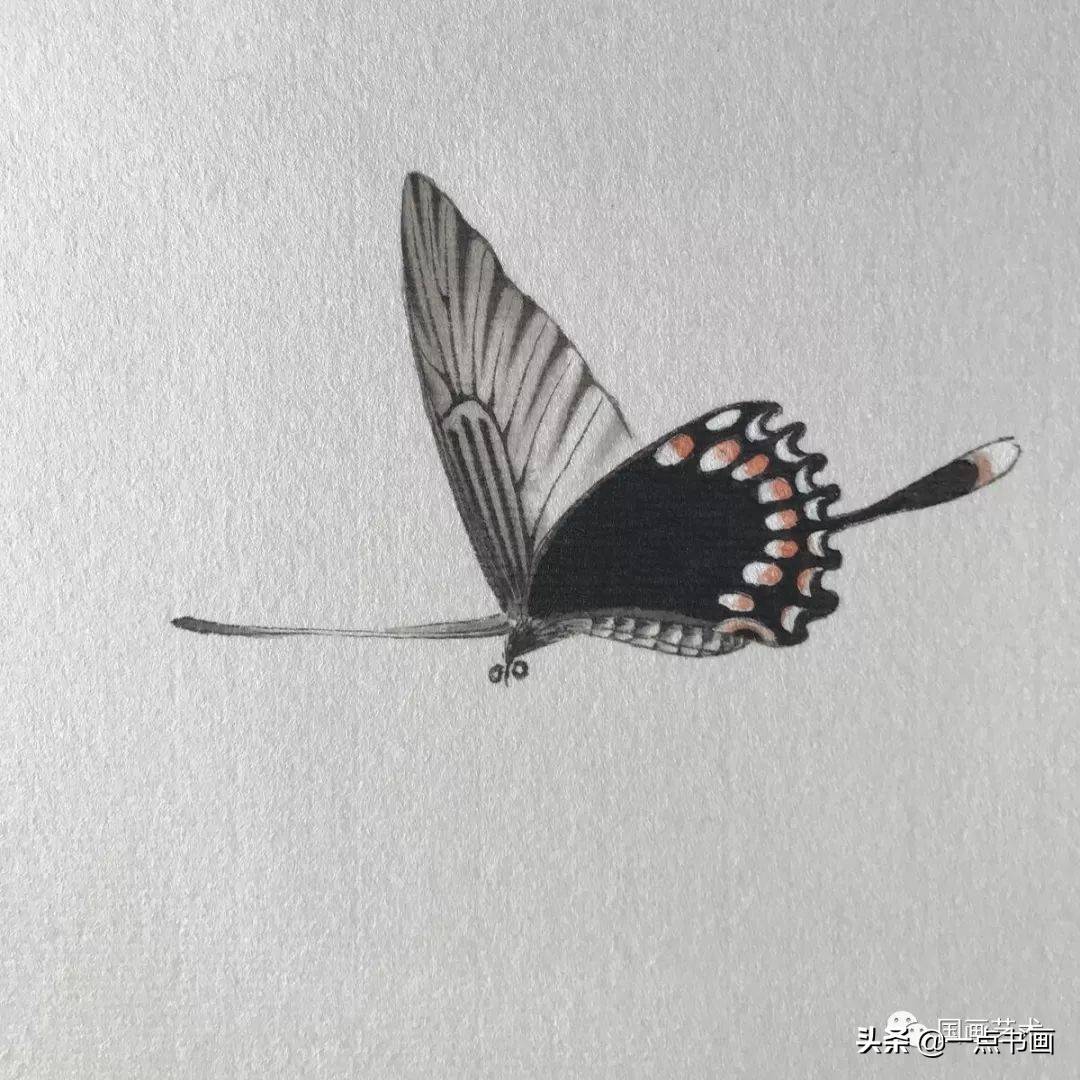 凤尾蝶工笔画法详解_搜狐网