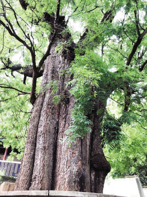 昆明最年长黄连木已有1224岁