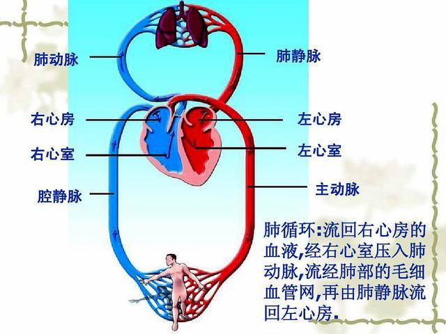 心脏射血示意图图片