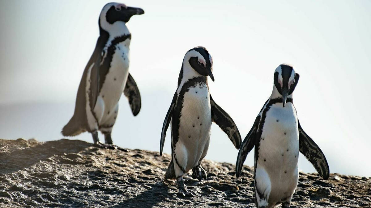 南非63只企鹅被蜜蜂蛰死，企鹅不是只在南极吗？非洲也有？
