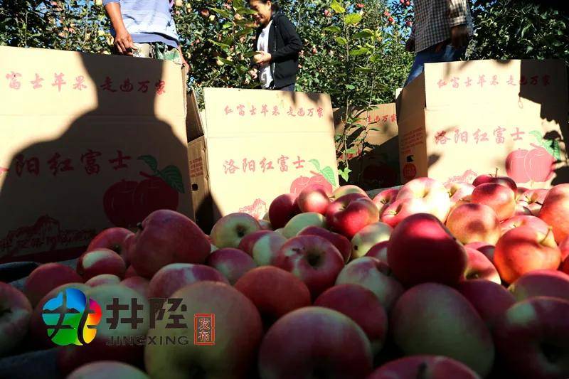 洛阳村|2000万斤苹果不愁卖，井陉这个村有绝招！