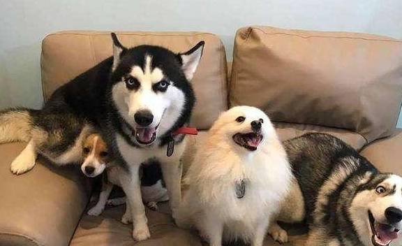 对比|养狗前后的大对比,资深铲屎官纷纷“躺枪”!