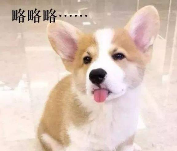 什么柯基暴雨中不肯回家，邻居好奇过来问，主人气哭：它和我赌气呢！
