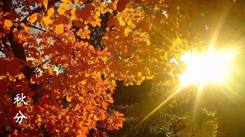 被称为|正是一年最美时