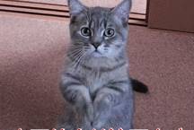 奖励|狗狗可能不是挑食,而是零食成瘾了!别让你的纵容害了它