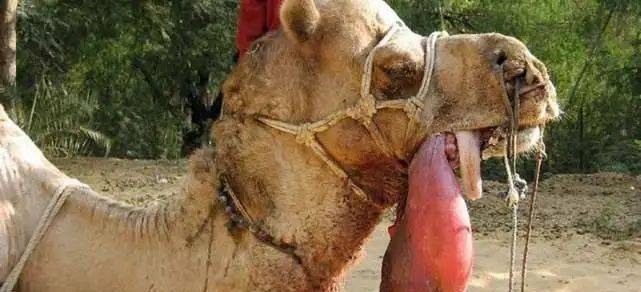 骆驼嘴里吐出的粉色肉球，最好不要碰，究竟是用来干啥的？