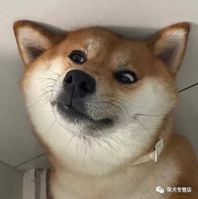 如何鉴定 买到手里的是豆柴 柴犬 全网搜