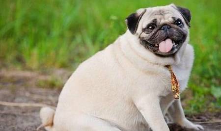 奖励|狗狗可能不是挑食,而是零食成瘾了!别让你的纵容害了它