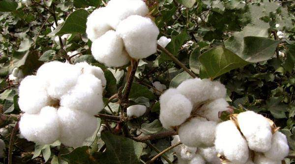 农村野外常见陆地棉野生极为珍贵请重视一起了解下