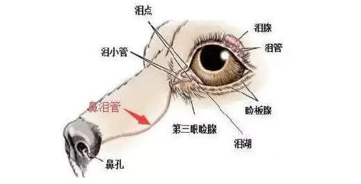 狗狗泪痕好重!眼部护理怎么做,看这篇就够了!