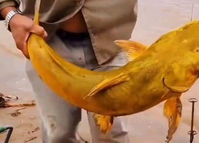 罕见黄河巨型黄辣丁被人钓起钓友太大了还能吃吗