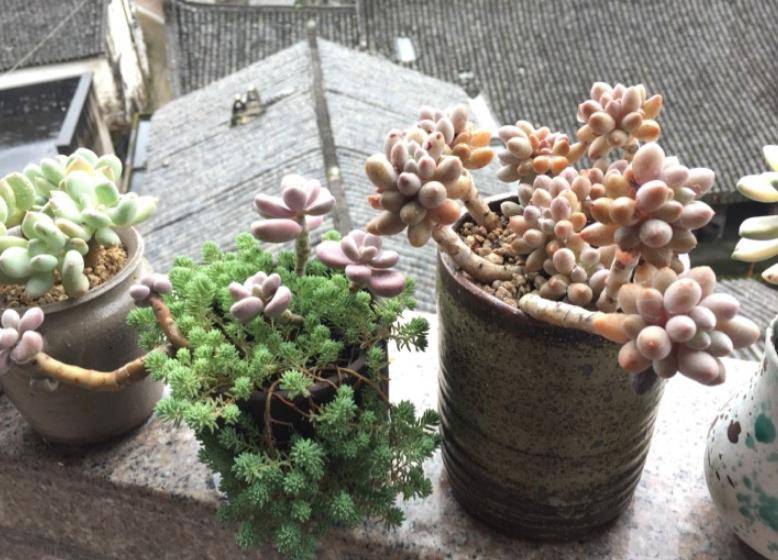 多肉种植土壤推荐 7e782d0e36d8469b89e46ab330321fdb.jpeg