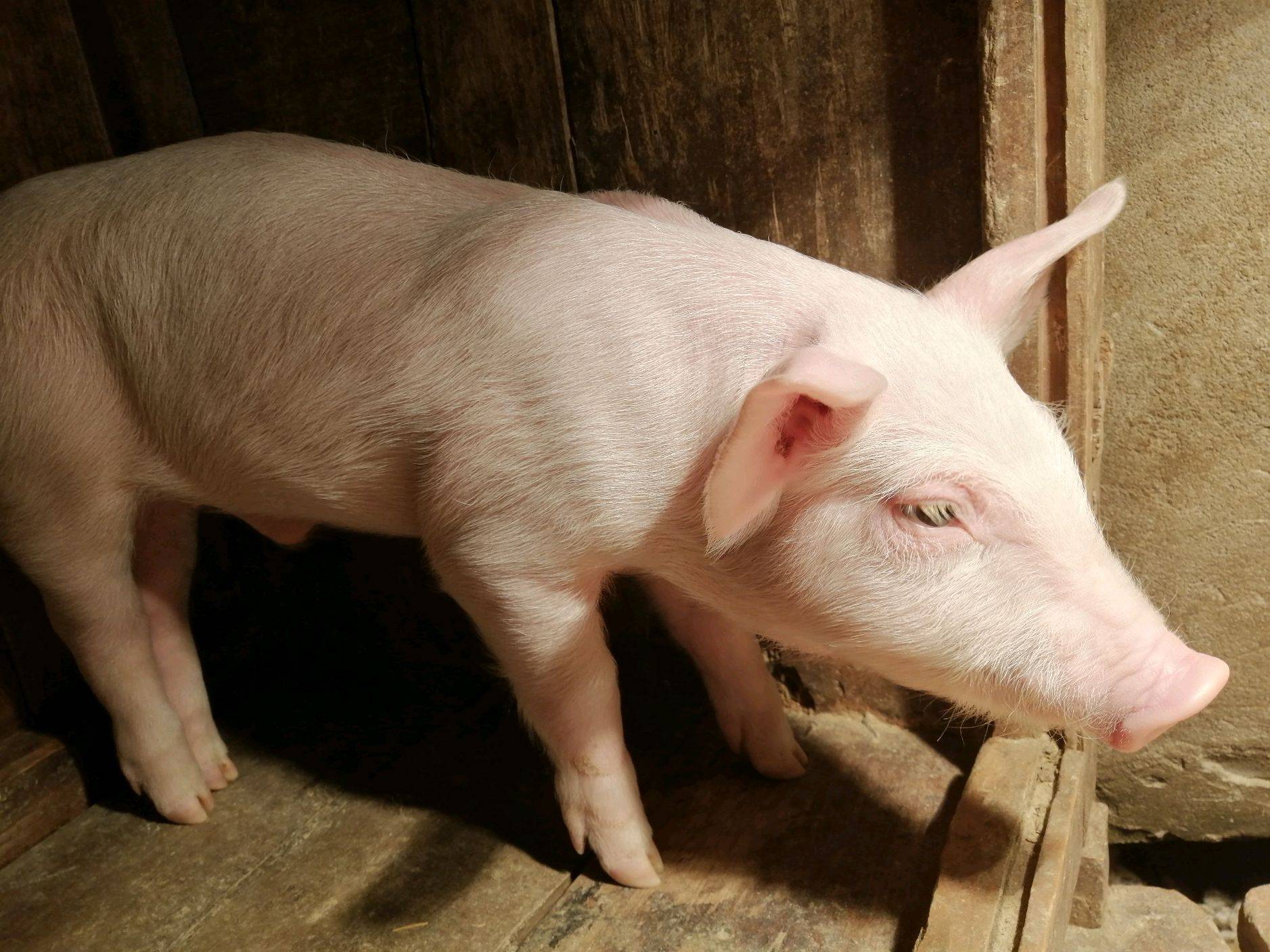 猪体温低打什么针升温?学会了很有用