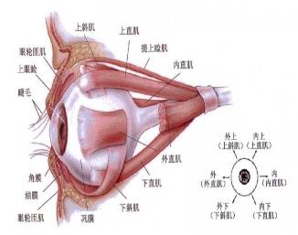 眼睛組織結構與營養吸收途徑詮釋