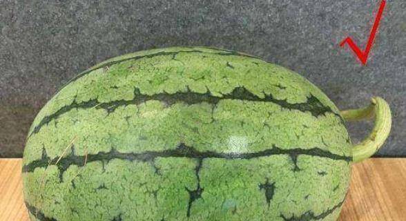 西瓜怎么分公母区别 d326c48cf1a7455c9c3e3adc07a73a79.jpeg