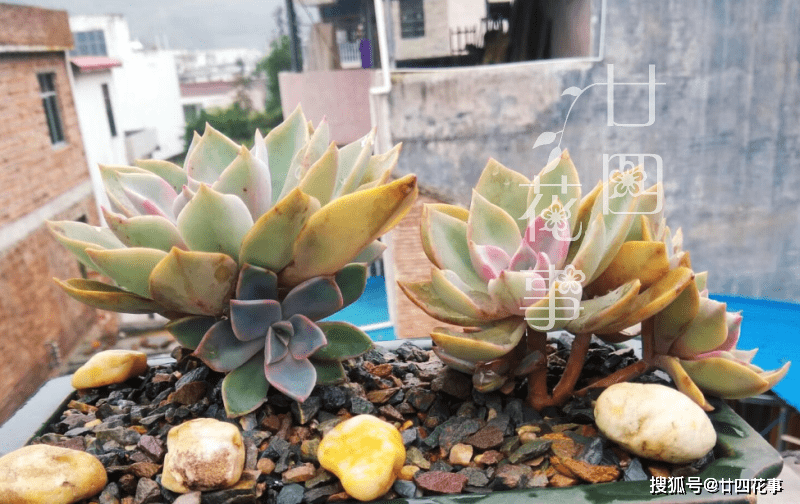 新手多肉施肥推荐 336021c436ac44dda6c3d61754a814e2.png