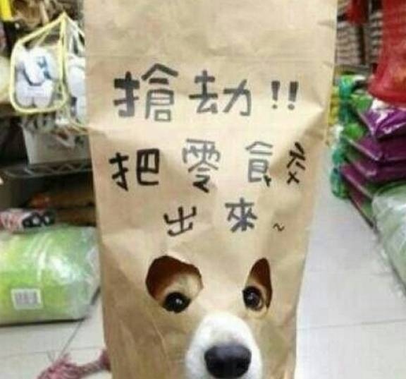 什么只有养过柯基的人才懂得这些心酸与快乐！看完忍不住笑着哭出来！