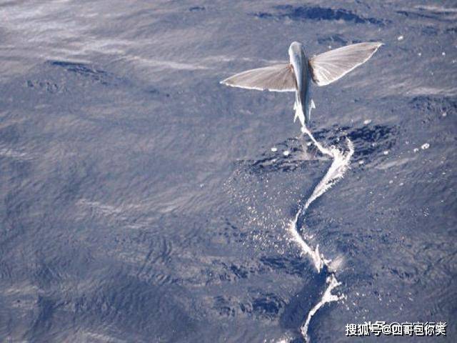 飞鱼能飞多少米 b58bee1382b242589e0b6fcbb072ef5a.jpeg