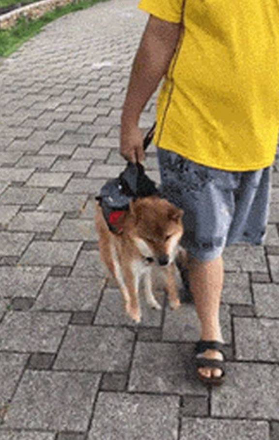 拔萝卜狗狗晕车，但是当发现主人看它时，反应太治愈了