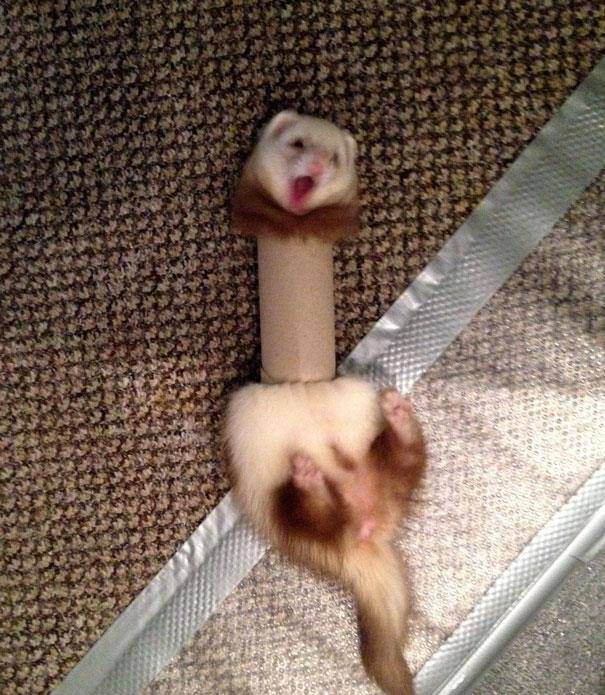 24张动物出糗照片猫遇到危险时反应让人感觉是吊威亚了