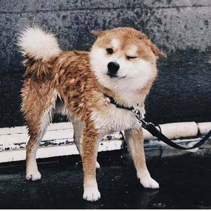 柴犬洗澡不忘耍帥，誰搶鏡頭跟誰急，這一幕把人都逗翻了！ 萌趣萌寵 第3张