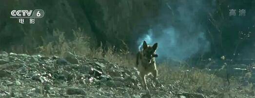 因为|2464人要求“炸死”导演,为了效果炸死军勋犬的姚守岗,被骂了