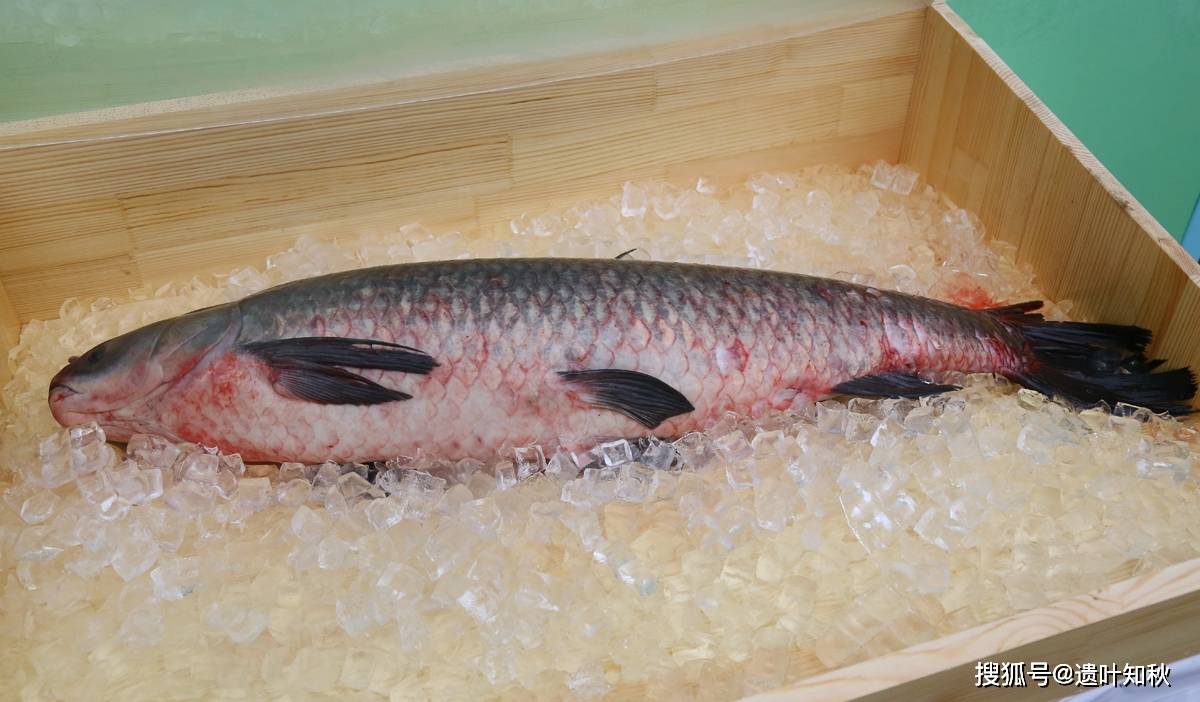 密云水库鱼价格 dc10c51df050462781f53d33f2d98e9e.jpeg