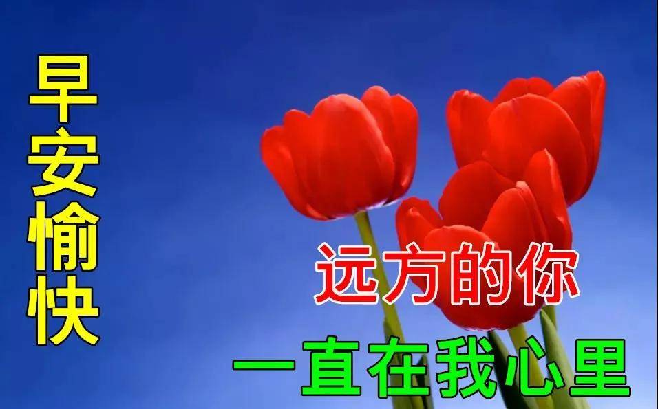 8张最新漂亮好看的鲜花早上好问候动态图片 唯美的秋日早安问候动画