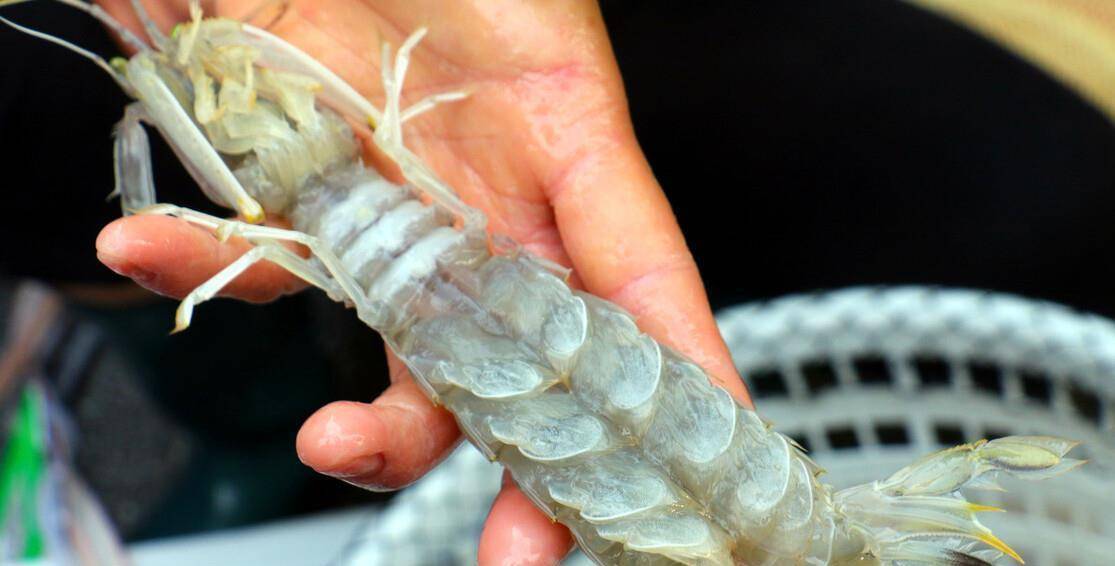 怎么样挑好的皮皮虾 313904debc0d4f7d83425d3284211fc3.jpeg