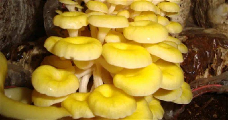 农小淘|秋风劲 | 菌菇养生正当时