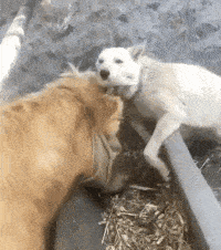 搞笑GIF：丟人丟大了 恨不得趕緊找個地縫鑽進去 搞笑整蠱 第2张